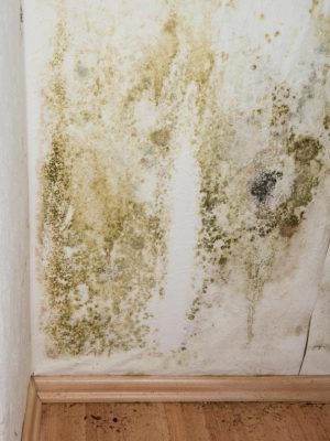 White wall dirty rotten should be reported